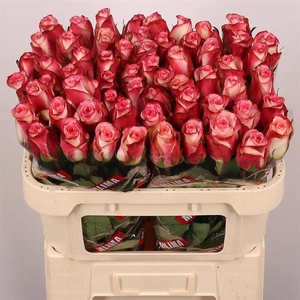 Rosa large spark condor