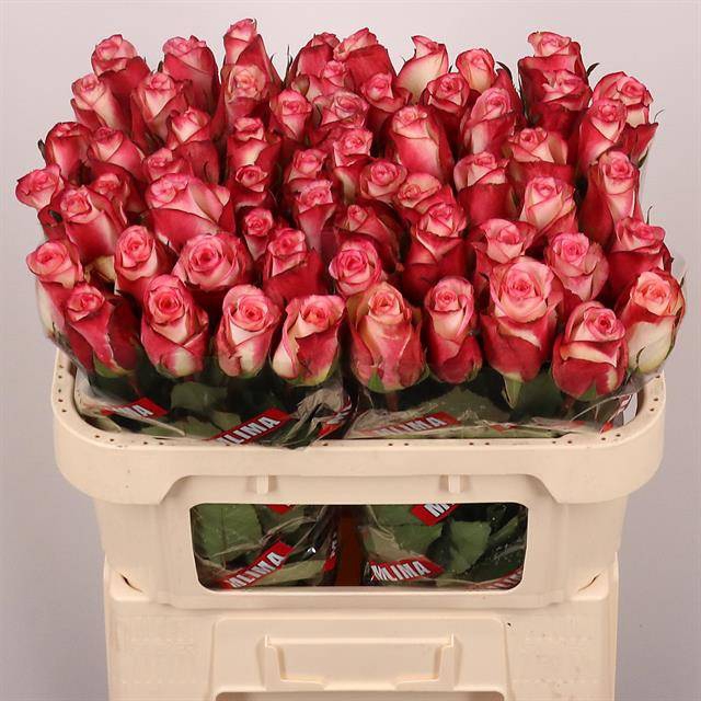 <h4>Rosa large spark condor</h4>