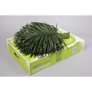 Chico Jumbo Green Ocean (air)