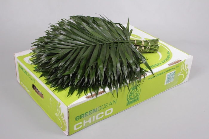 <h4>Chico Jumbo Green Ocean (air)</h4>