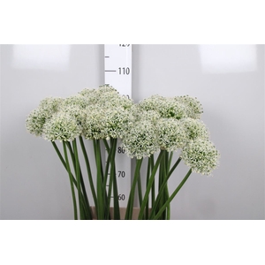 Allium Mount Everest