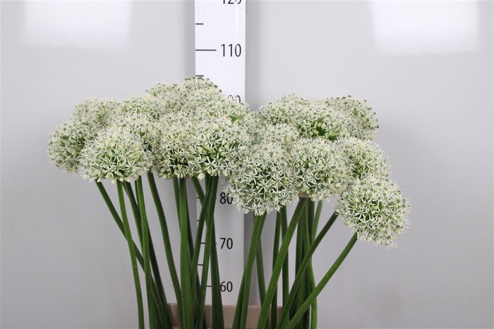 <h4>Allium Mount Everest</h4>