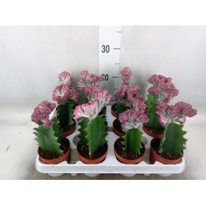 Euphorbia lactea