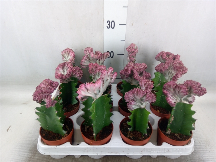 <h4>Euphorbia lactea</h4>