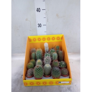 Cactus   ...mix 18