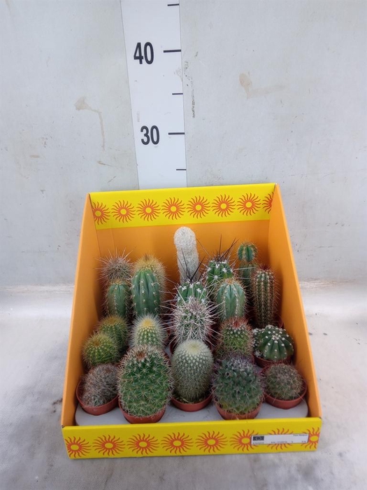 <h4>Cactus   ...mix 18</h4>