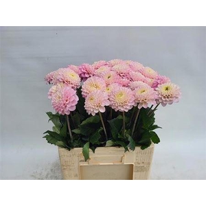 Dahlia Ball Wizz Of Oz