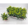 Capsicum Joker