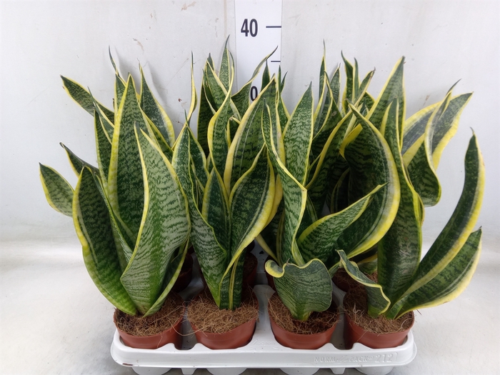 <h4>Sansevieria trifa. 'Futura Superba'</h4>