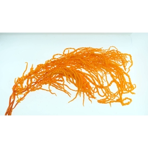 Amaranthus Preserved Orange