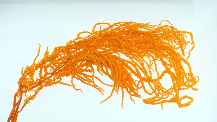 <h4>Amaranthus Preserved Orange</h4>