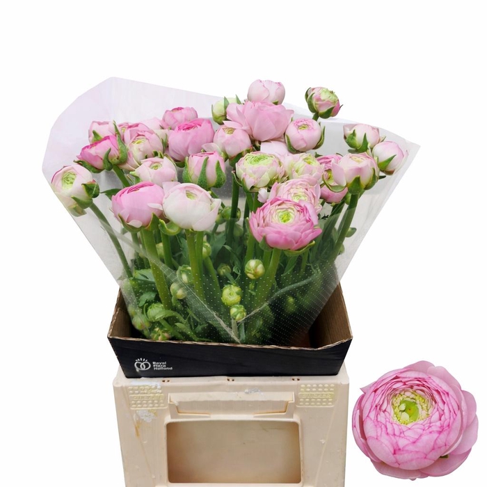 <h4>RAN AM MARSHMALLOW</h4>