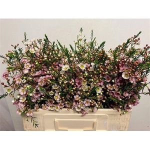 Chamelaucium Leilani