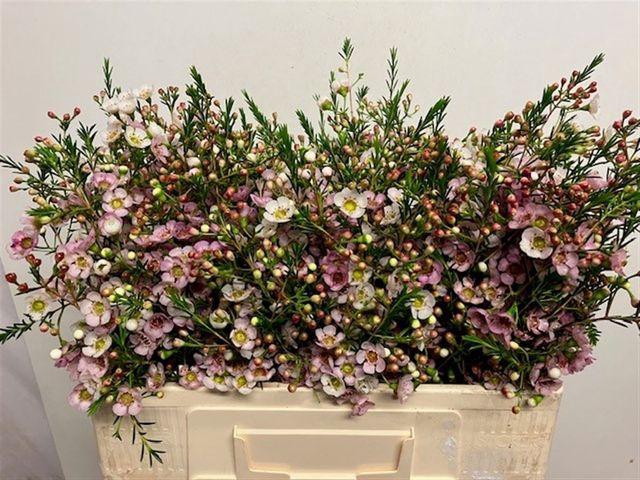 <h4>Chamelaucium Leilani</h4>