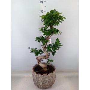 Ficus microcarpa 'Ginseng'