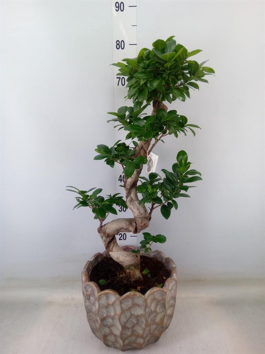 <h4>Ficus microcarpa 'Ginseng'</h4>
