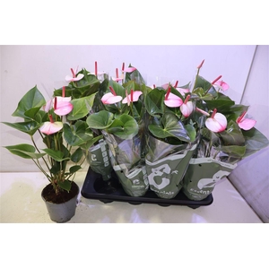 arr8 Anthu An Pr Am Elega