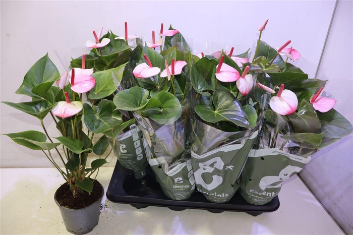 <h4>arr8 Anthu An Pr Am Elega</h4>