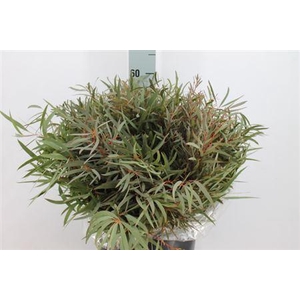 Euca Nicoli Kort 400gr