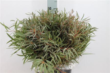 <h4>Euca Nicoli Kort 400gr</h4>