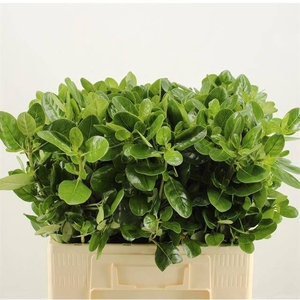DECOGROEN OV