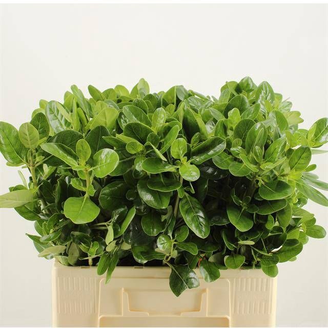 <h4>DECOGROEN OV</h4>
