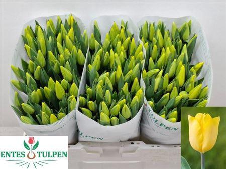 <h4>Tu En Strong Gold</h4>