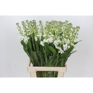 Matthiola Lucinda White