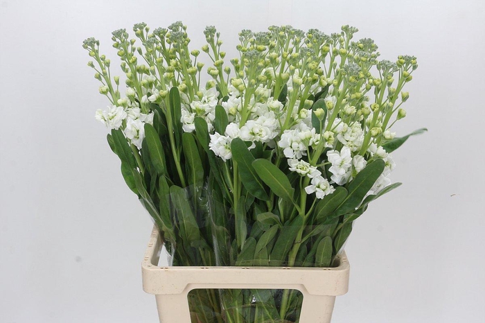 <h4>Matthiola Lucinda White</h4>