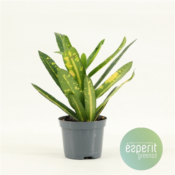 <h4>Codiaeum Sunny Star</h4>