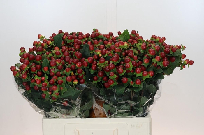 <h4>Hypericum Magical Seasons</h4>