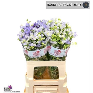 DELPH EN GRANDIFLORUM FASHION LAVEN