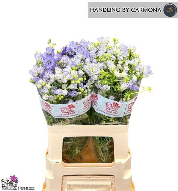 <h4>DELPH EN GRANDIFLORUM FASHION LAVEN</h4>