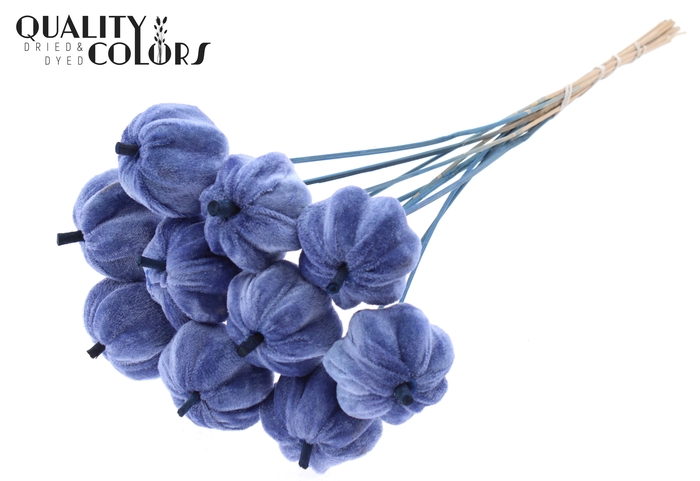Velvet Pumpkin Ø6cm on stem Blue