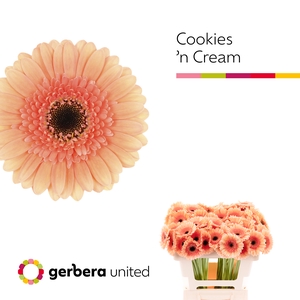 Germini Cookies n Cream Water