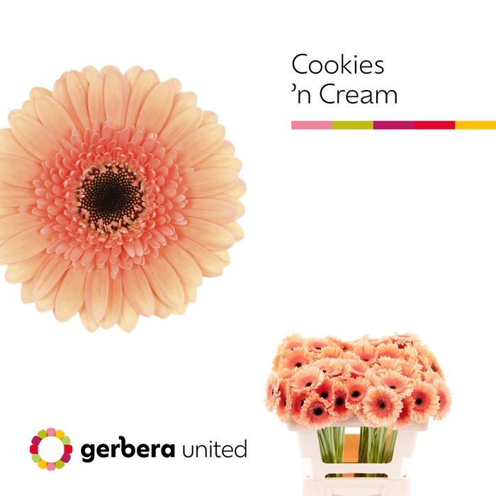 <h4>Germini Cookies n Cream Water</h4>