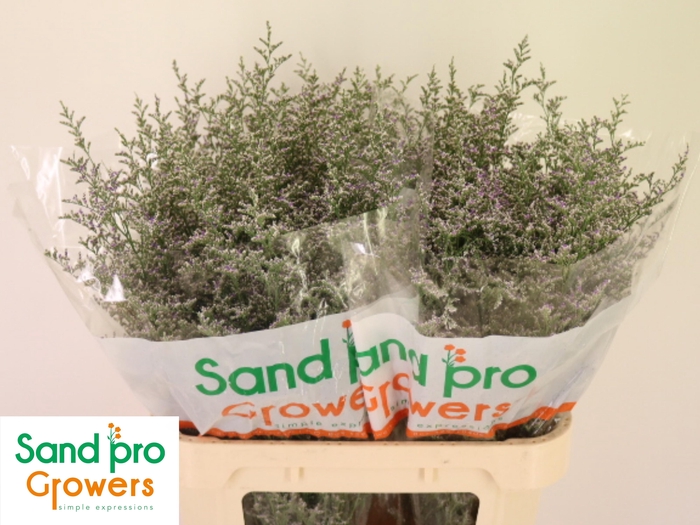 <h4>LIM MISTY BLUE</h4>