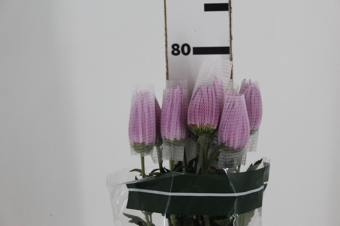 <h4>ANASTASIA CIPRIA 080 CM LILAS</h4>