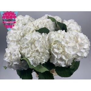 <h4>HYDR M CH WHI VERENA</h4>