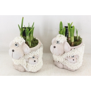 arr4 Narcis RN - Sheep family