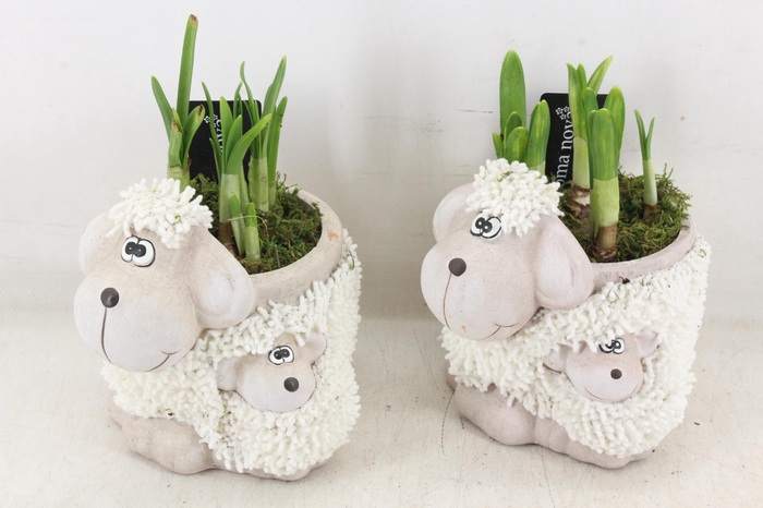 <h4>arr4 Narcis RN - Sheep family</h4>