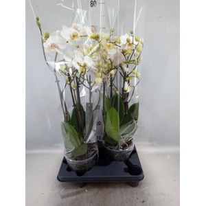 Phalaenopsis  'Marvellous White'