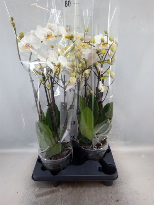 <h4>Phalaenopsis  'Marvellous White'</h4>