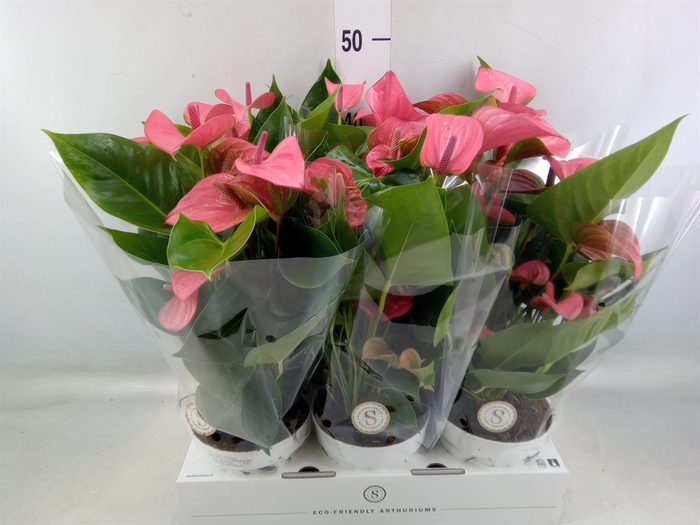 <h4>Anthurium andr. 'Pink Champion'</h4>