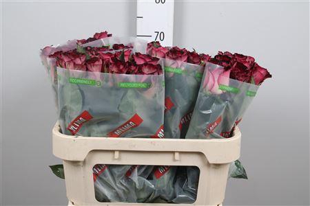 <h4>R Gr Scarlet Ruby</h4>