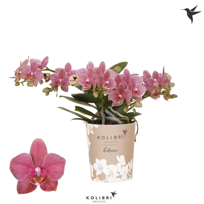 <h4>Kolibri Orchids Phalaenopsis Botanic Orange 4 spike</h4>