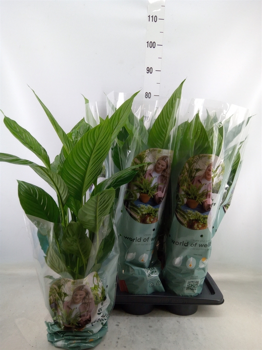 <h4>Spathiphyllum  'Vivaldi'</h4>