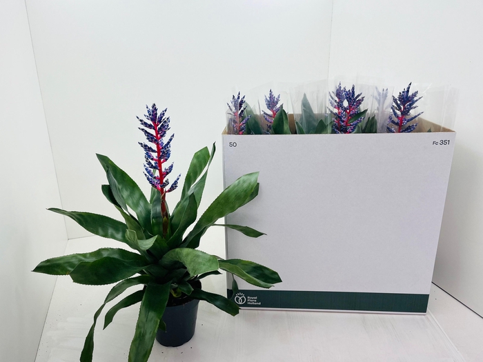 <h4>AECH BLUE RAIN</h4>