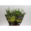 BQ Cape Greenmix