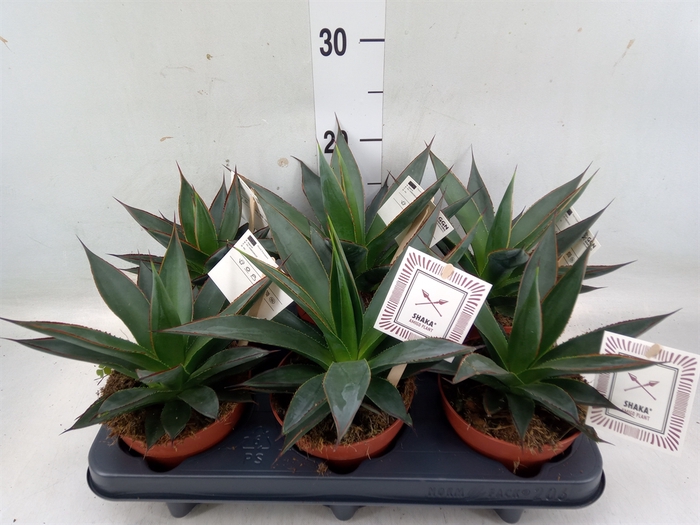 <h4>Agave  'Shaka Zulu'</h4>